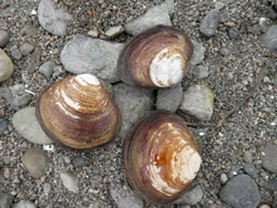 Varnish clams